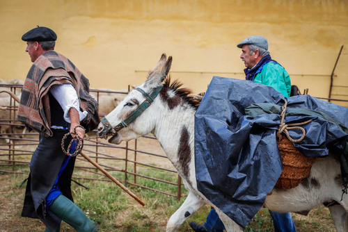 "Ambiente I Feria de la Trashumancia" por Tania Castro