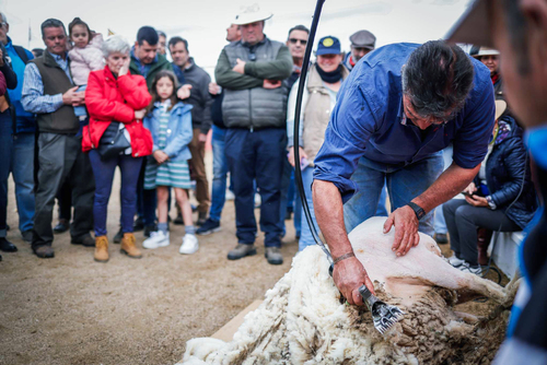 "Ambiente I Feria de la Trashumancia" por Tania Castro