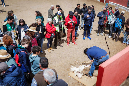 "Ambiente I Feria de la Trashumancia" por Tania Castro