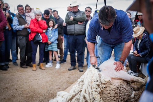 "Ambiente I Feria de la Trashumancia" por Tania Castro