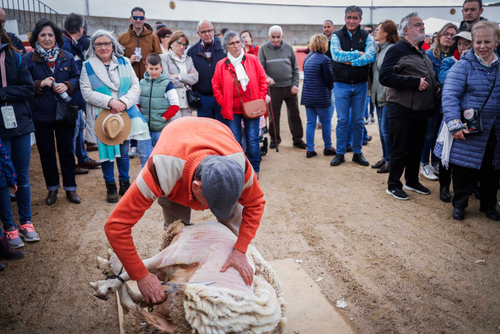 "Ambiente I Feria de la Trashumancia" por Tania Castro