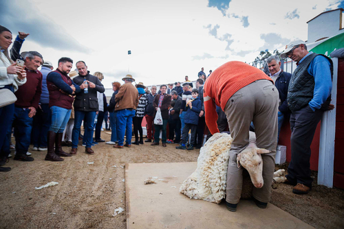 "Ambiente I Feria de la Trashumancia" por Tania Castro