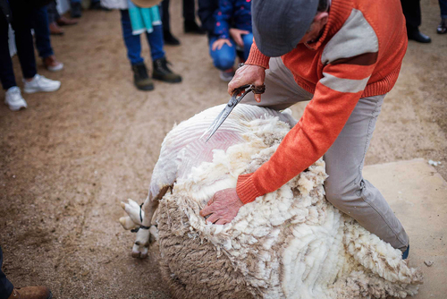 "Ambiente I Feria de la Trashumancia" por Tania Castro