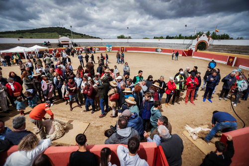 "Ambiente I Feria de la Trashumancia" por Tania Castro