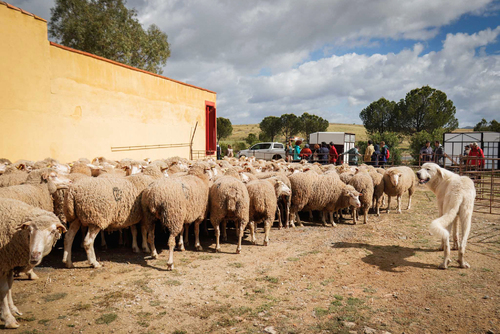 "Ambiente I Feria de la Trashumancia" por Tania Castro