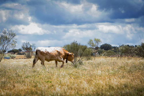 "Ambiente I Feria de la Trashumancia" por Tania Castro