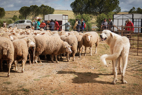 "Ambiente I Feria de la Trashumancia" por Tania Castro