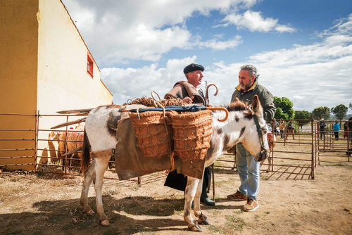 "Ambiente I Feria de la Trashumancia" por Tania Castro