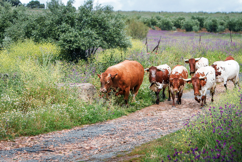 "Trashumancia de vacas" por Tania Castro