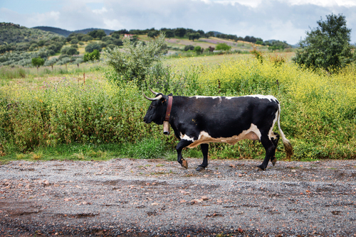 "Trashumancia de vacas" por Tania Castro