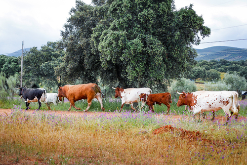 "Trashumancia de vacas" por Tania Castro